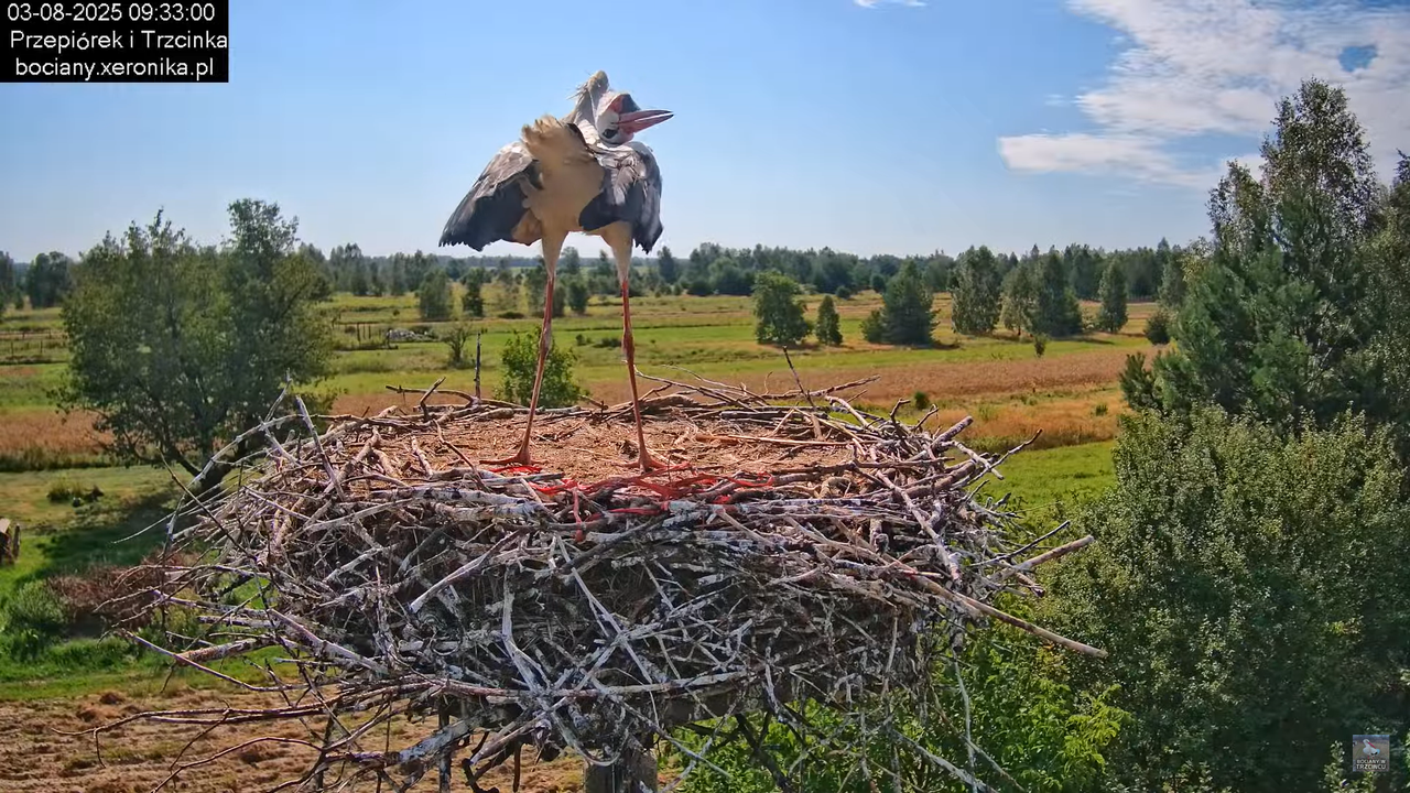 03082025bociany18
