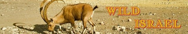 sstw-W1ld-1sr43l-501301-Th3-N3g3v-D3s3rt