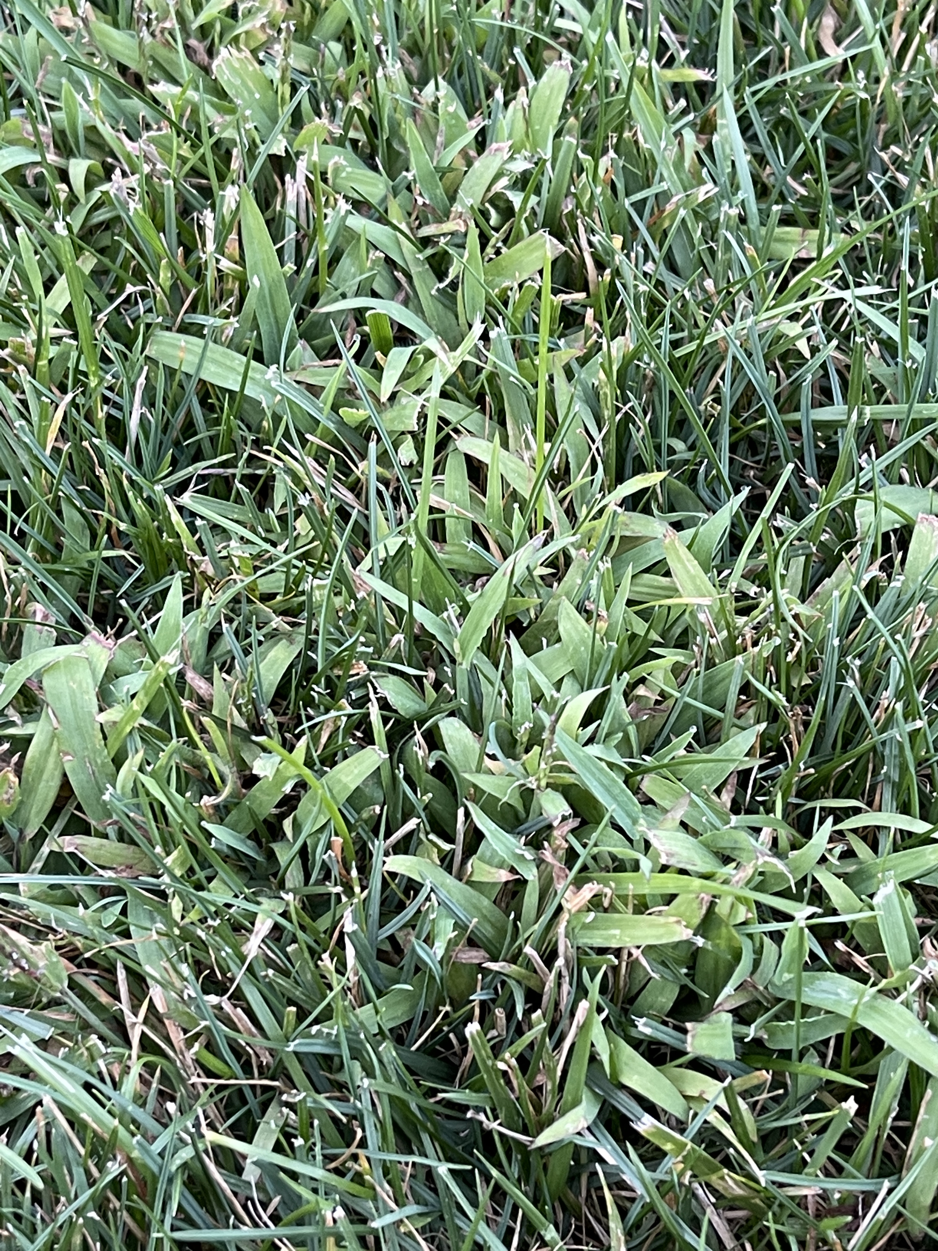 Localized Grass 14558810 86 A9 4 ABC 80 C3 1 E244 AE24965 — Postimages