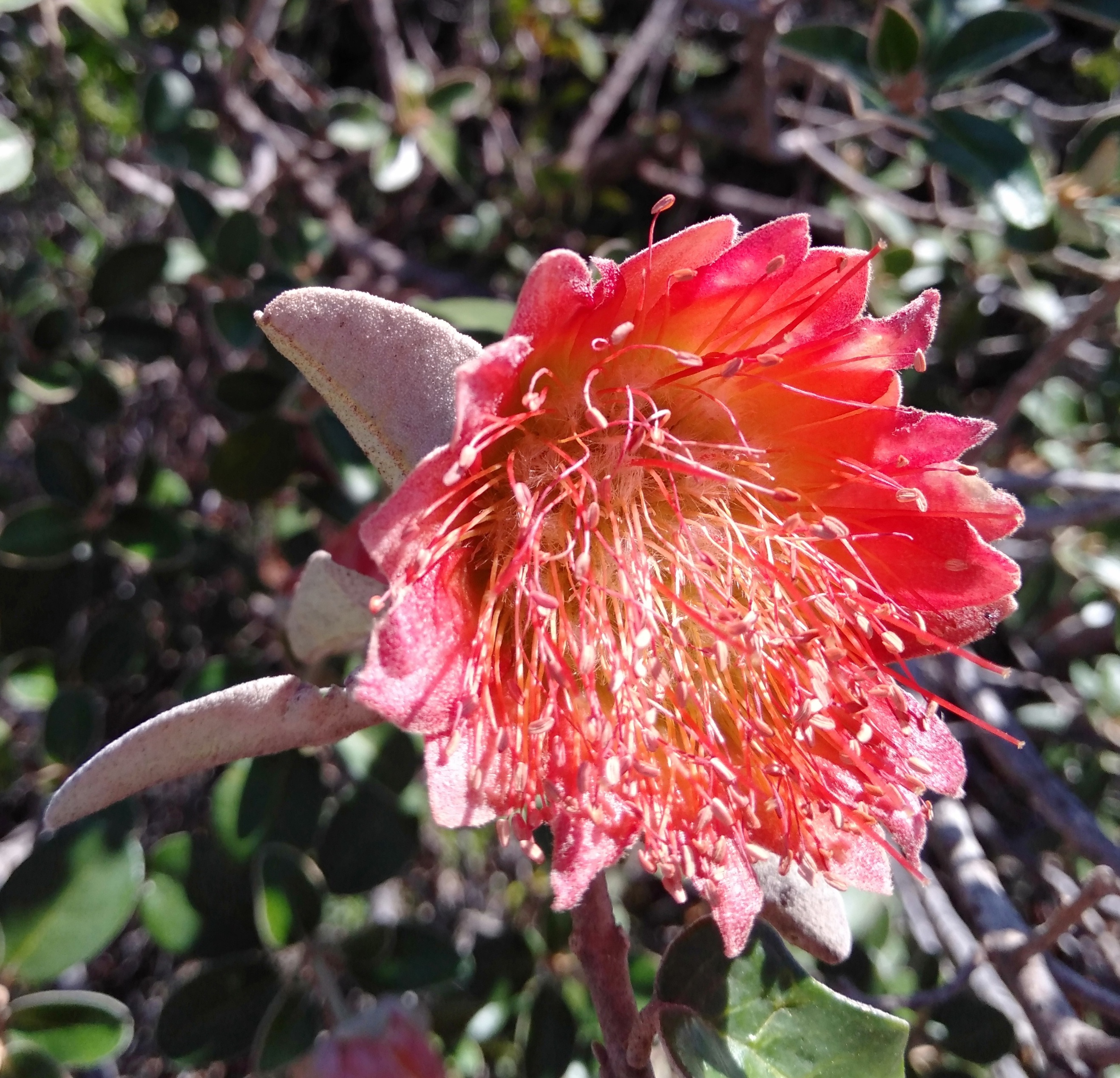 IMG20200720144936 diplolaena grandiflora — Postimages