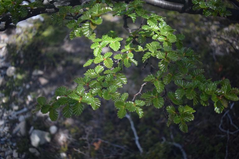 В джазе только девушки или аргентинско-бразильский калейдоскоп В джазе только девушки или аргентинско-бразильский калейдоскоп