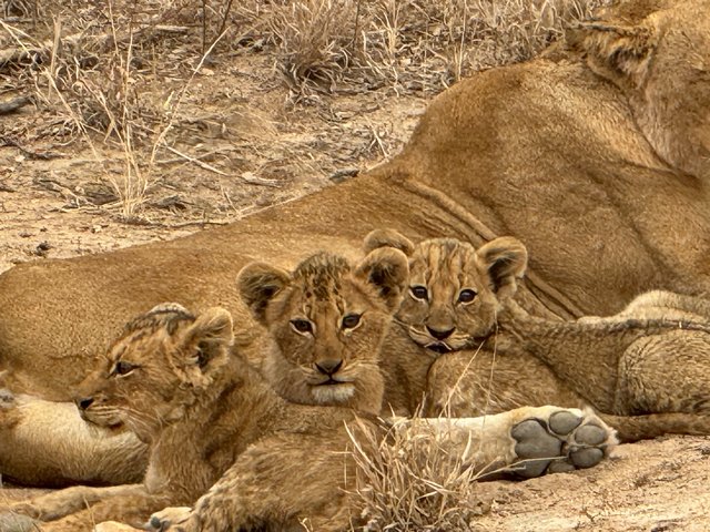 [Linked Image from i.postimg.cc]