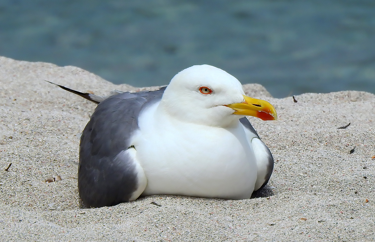 larus1.jpg