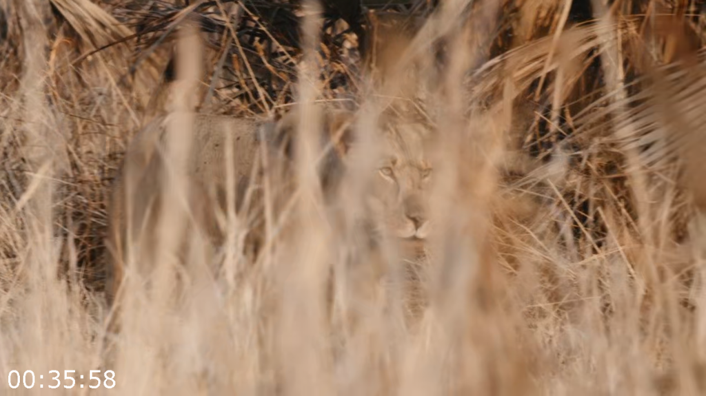 [Image: c7n7yxc8s1wd.png]