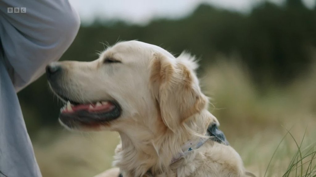 BBC Our Lives 2023 My Life Saving Dog | En,2CH | [1080p] (x265) Ma54igro3m0e