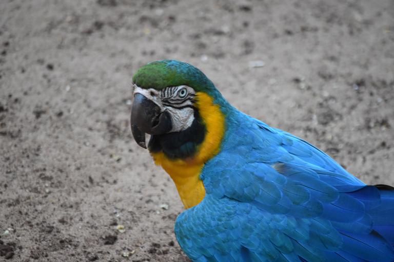 В джазе только девушки или аргентинско-бразильский калейдоскоп В джазе только девушки или аргентинско-бразильский калейдоскоп