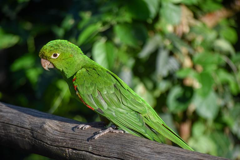 В джазе только девушки или аргентинско-бразильский калейдоскоп В джазе только девушки или аргентинско-бразильский калейдоскоп