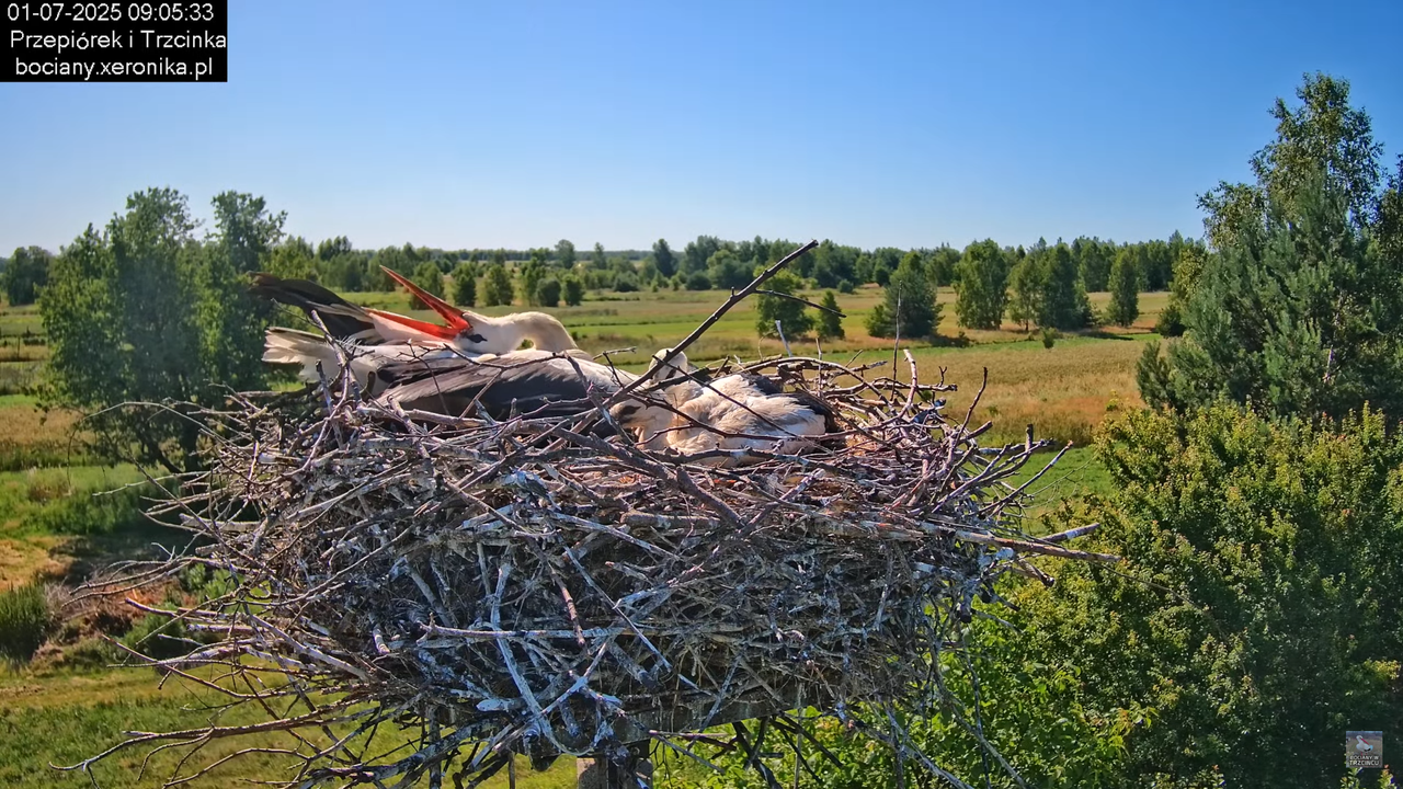 01072025bociany22