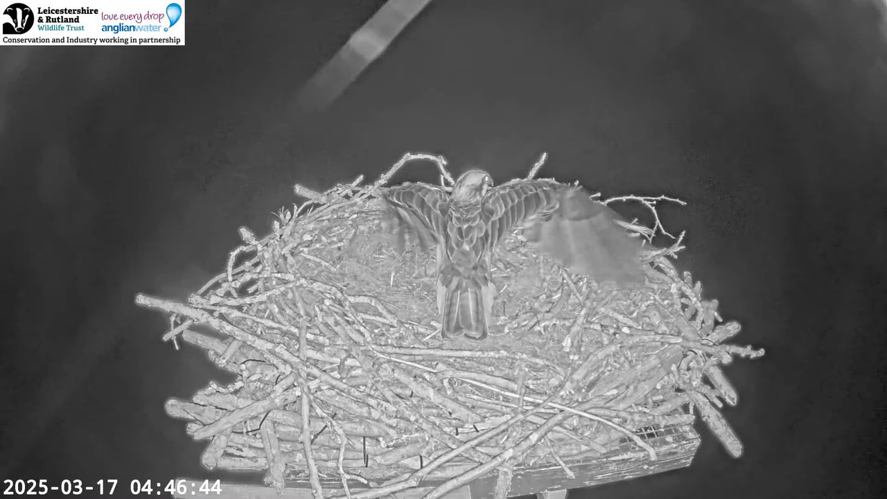 LRWT - Manton Bay Ospreys Live Webcam (Wide Angle) 9-13-48 screenshot