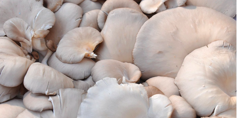 Fresh Organic Oyster Mushrooms cultivation setup at SiriVann Farms