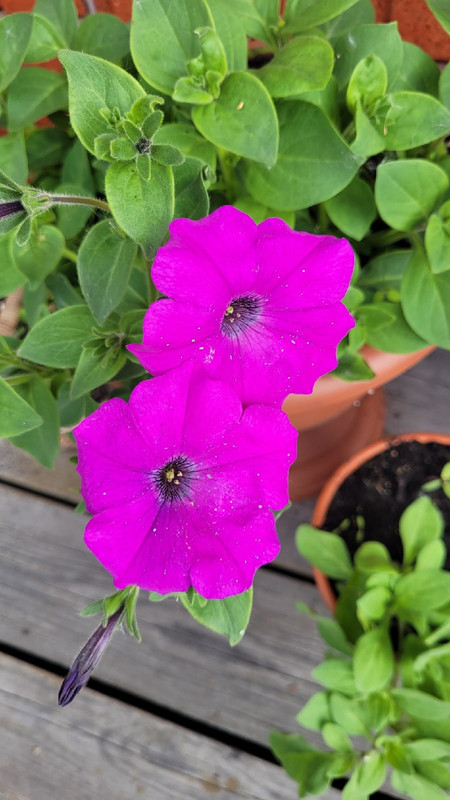 первые петунии