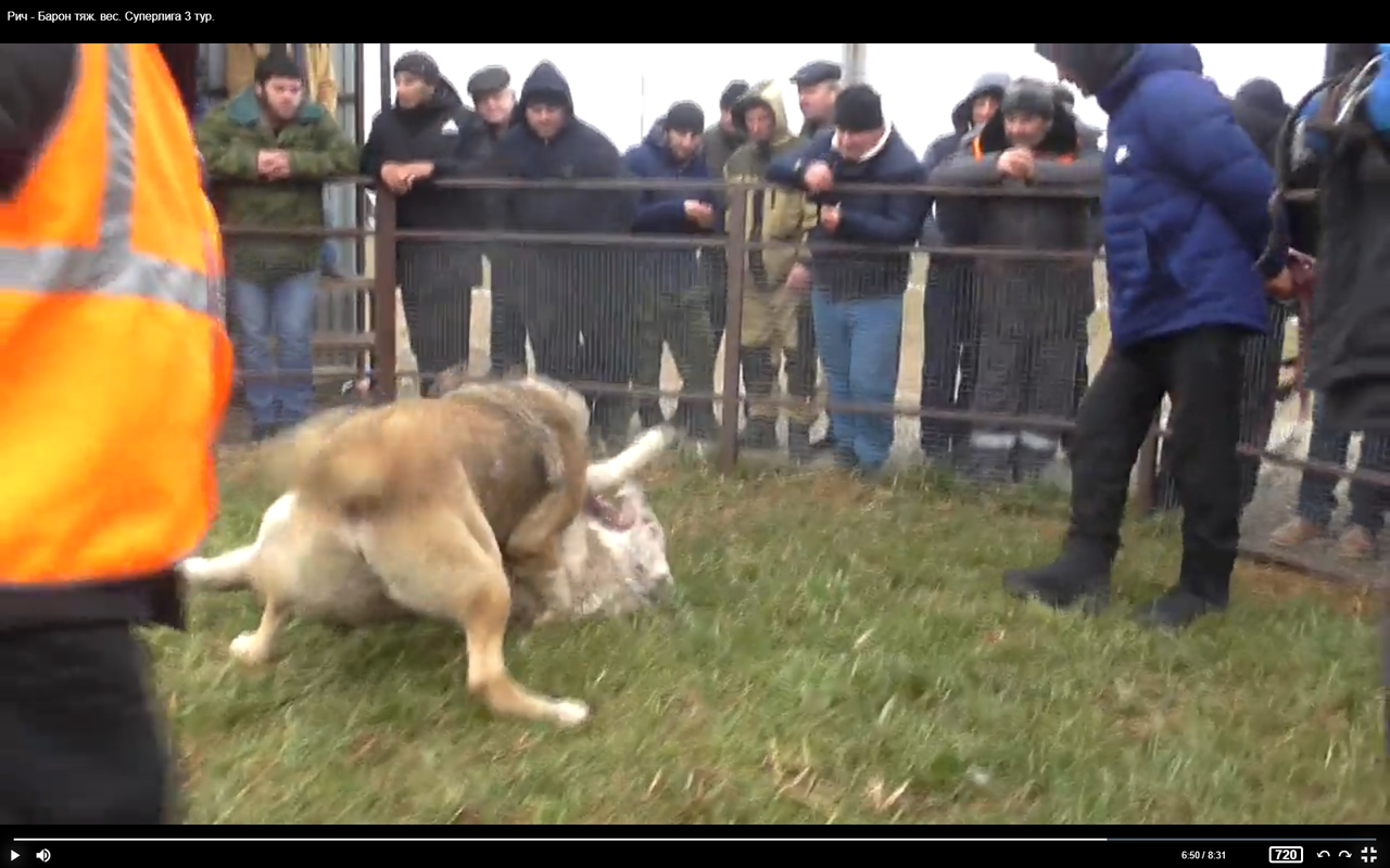 СЛ 2019-20 3Т Тяж.В. РИЧ х БАРОН 1а оскал снизу