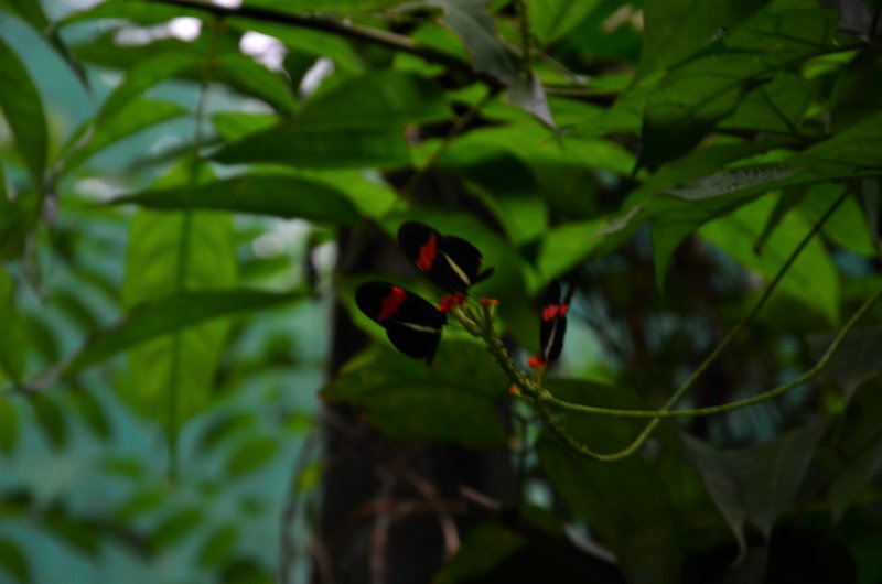 ISLA DE ROATAN-13-9-2017-HONDURAS - Crucero caribeño con MSC OPERA-Septiembre-2017 (62)