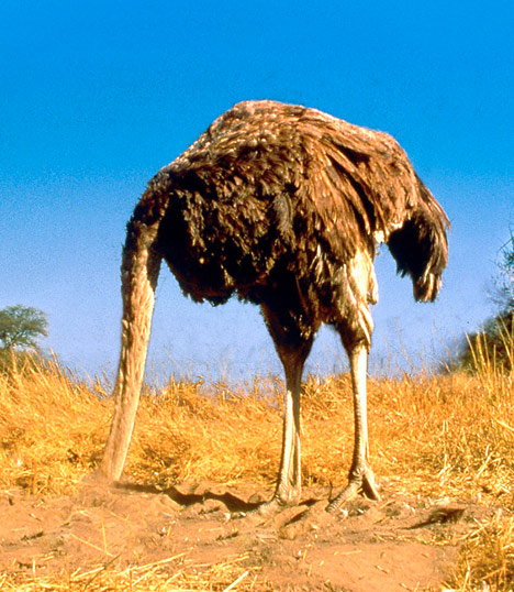 035ostrich-468x538.jpg