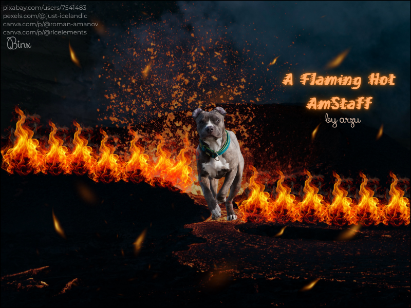 Flaming Hot Amstaff