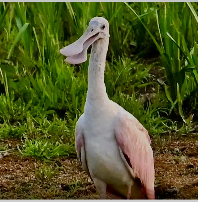 833176F6-790D-4BB1-83D4-BD8BCC3E8E52