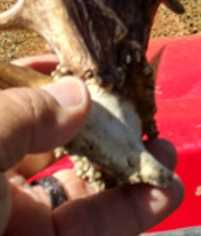 Screenshot_20230330_114132_Chrome