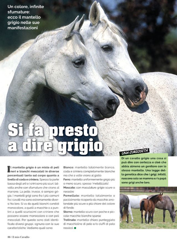 Il Mio Cav (Nov 2021) 11