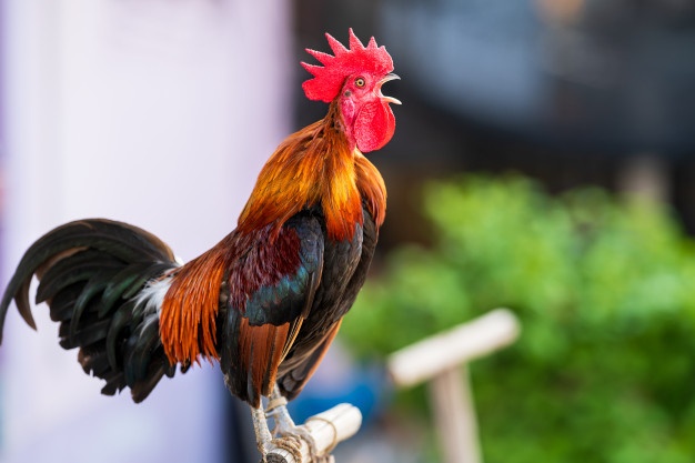 Asesina a su vecino en Brasil por enseñarle a su gallo a decir 