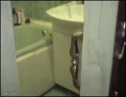 Funny-Cat-GIF-A-little-privacy-please-Do-not-disturb-me-Polite-cat-shuts-bathroom-door.gif