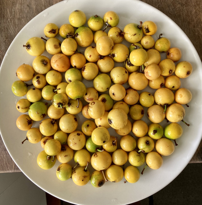 5A2A66ED-04D3-473F-B27D-A2CA3947F9FA