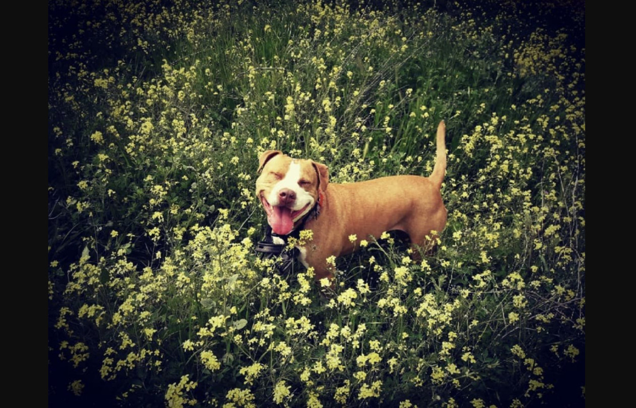 Perra asustada por un petardo se lanza del  séptimo piso y muere