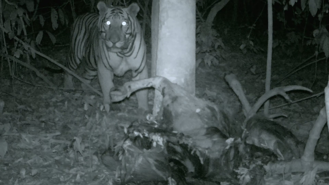 [HR] Thailand - Earth's Tropical Paradise S01E03 [BBC Two 1080p x265]_06