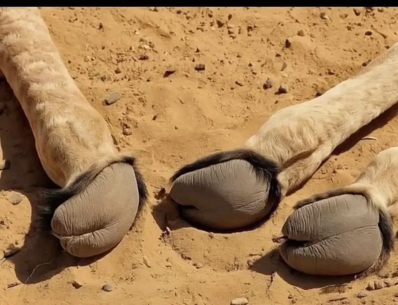 camel-toe