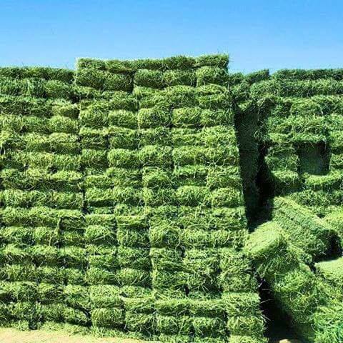 Alfalfa Hay Egypt Export
