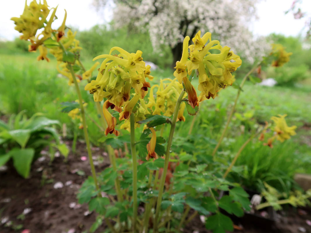 Хохлатка Corydalis ellipticarpa 2