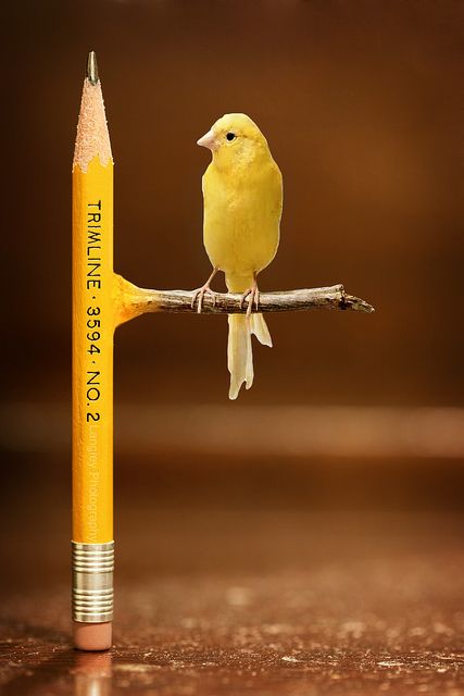yellowpencilbird.jpg