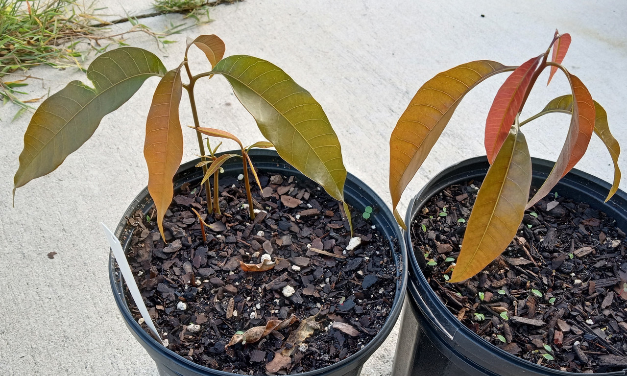 IMG_20230723_083050322_HDR~2