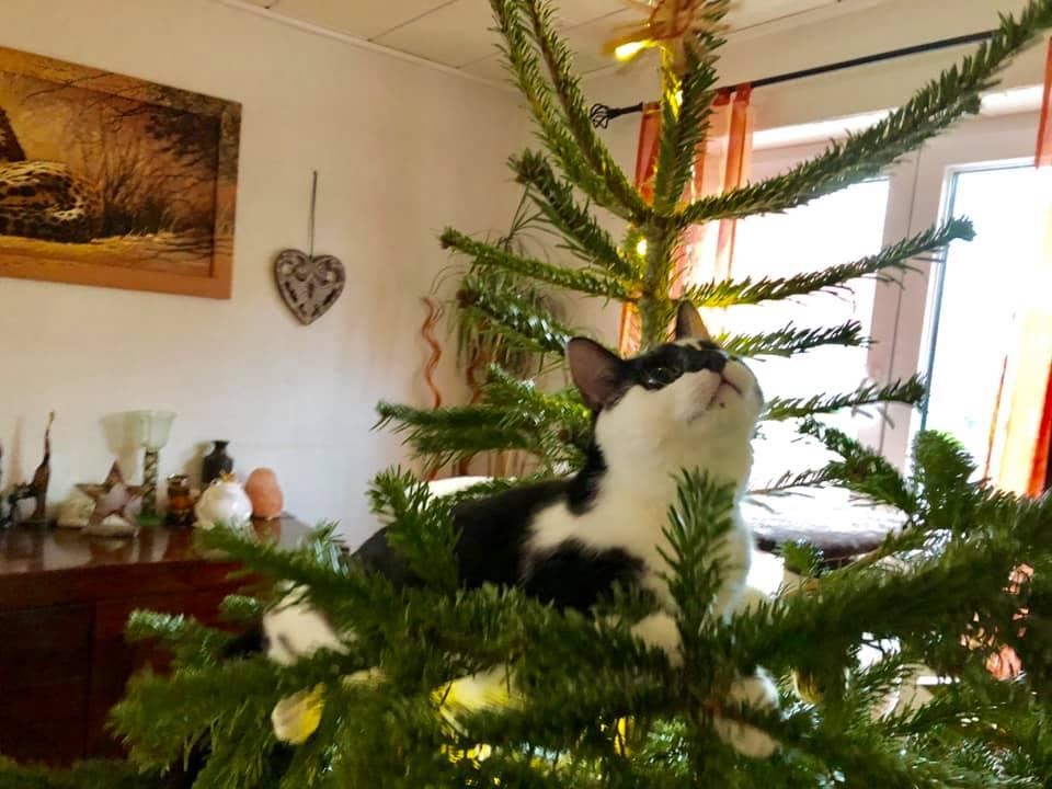 Зиг-заг Макряк 7