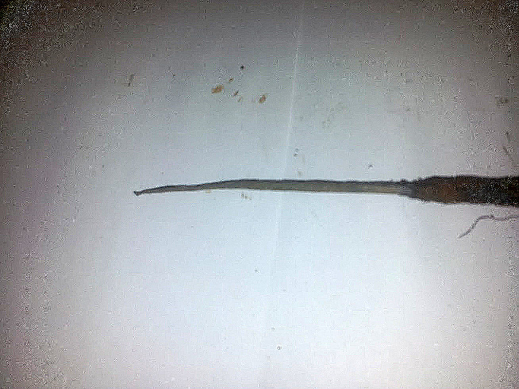 sivulta