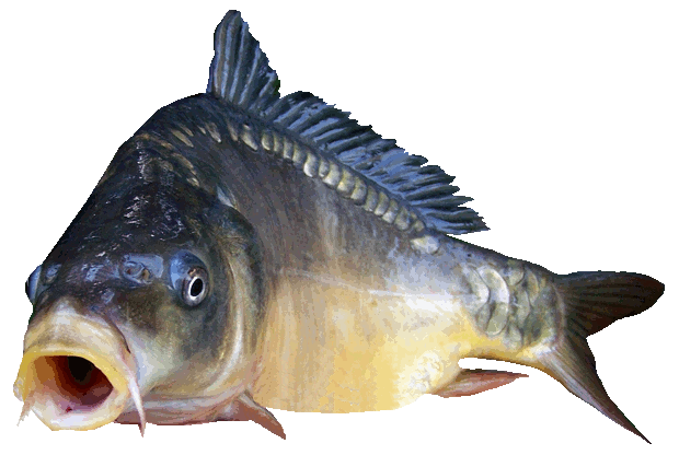 karp.gif