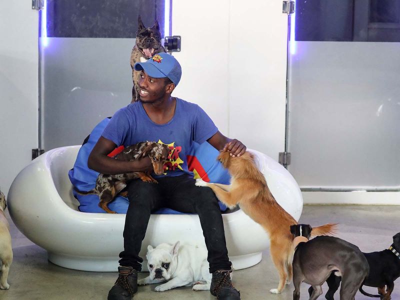 Lujoso hotel para perros ofrece hasta ‘champagne’ a los canes