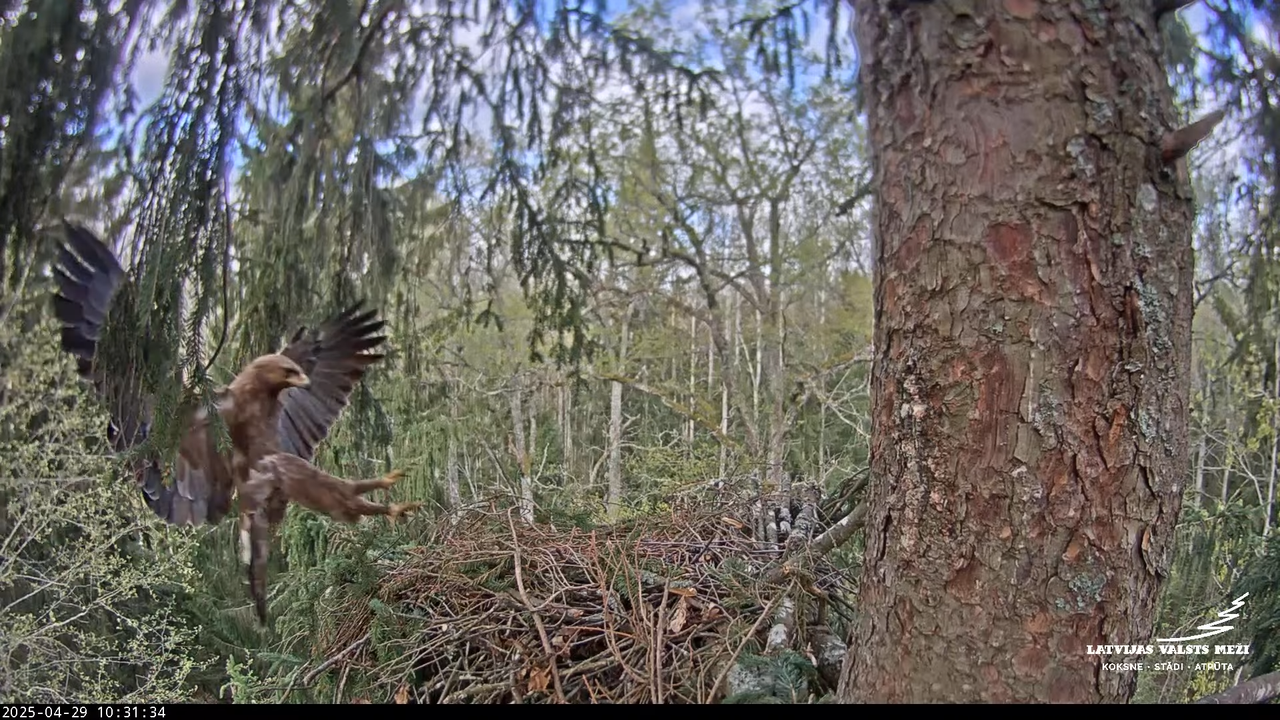 LVM mazais ērglis Lisiņa, egle – Lesser Spotted Eagle 12-28-55 screenshot