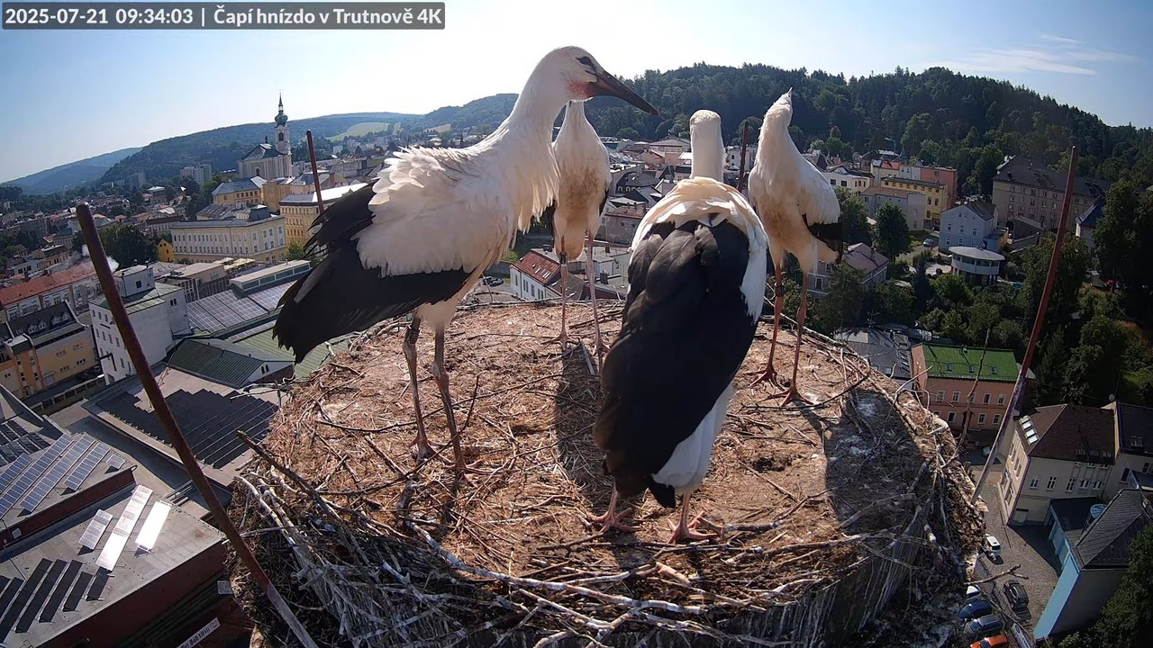 Tiešraide no stārķa ligzdas uz alus darītavas skursteņa Trutnovā 12-28-44 screenshot (1)