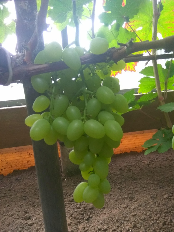 Сеянец Волкова В.А. 10-3-76 фото от 22.08.2018...