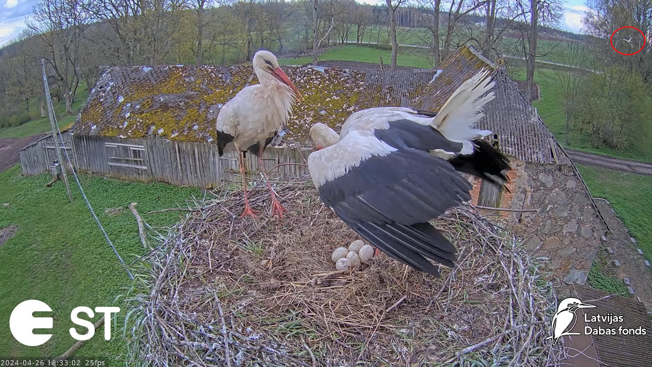 Baltie stārķi (Ciconia ciconia) Tukuma novadā - LDF tiešraide __ White storks in Tukums, Latvia 12-4