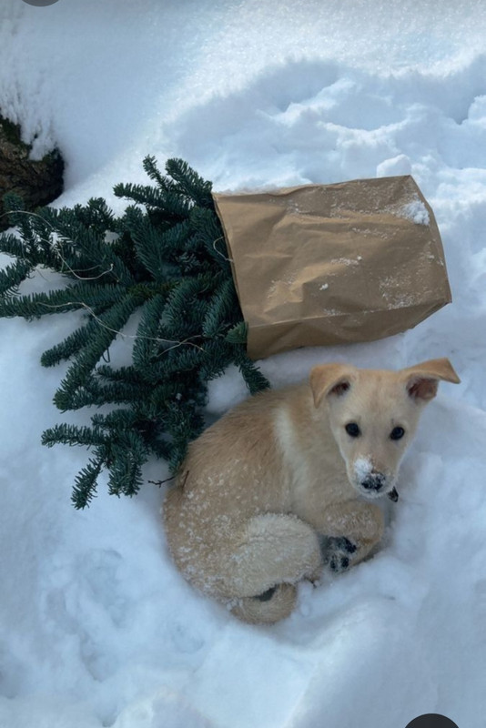 Screenshot_20231213_231223_Pinterest