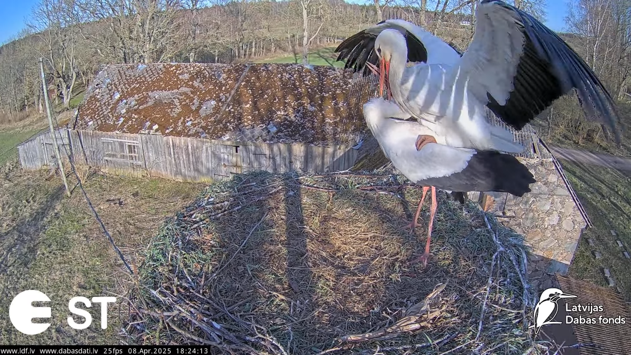 (14) Baltie stārķi (Ciconia ciconia) Tukuma novadā __ White storks in Tukums, Latvia - YouTube - 817