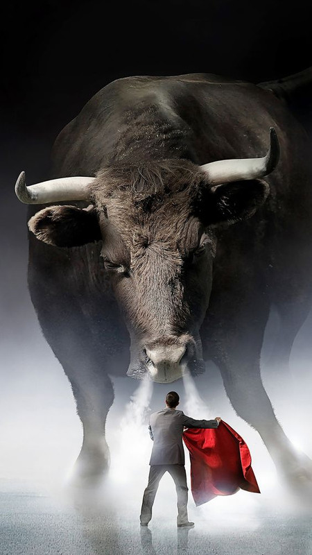blacknwhitebull.jpg