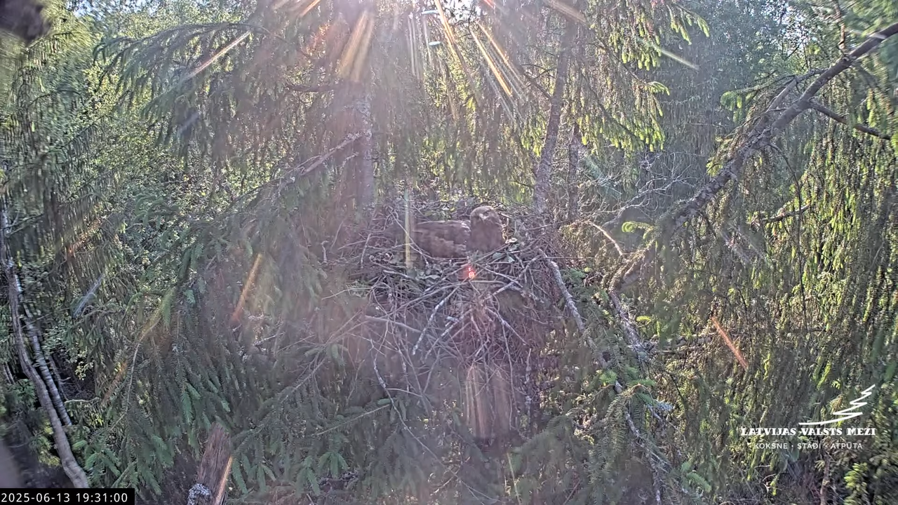 LVM mazais ērglis Lisiņa, egle2 – Lesser Spotted Eagle 12-17-20 screenshot