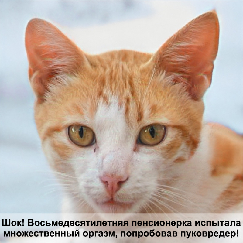 кошки шоколадного окраса короткошерстная