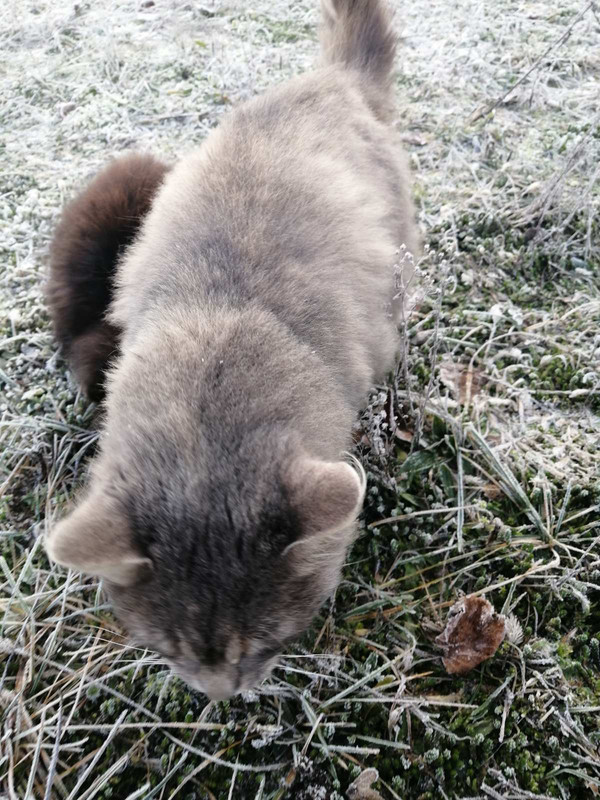 IMG e660d55ca0a0412bd21b129fde1cbc1f V