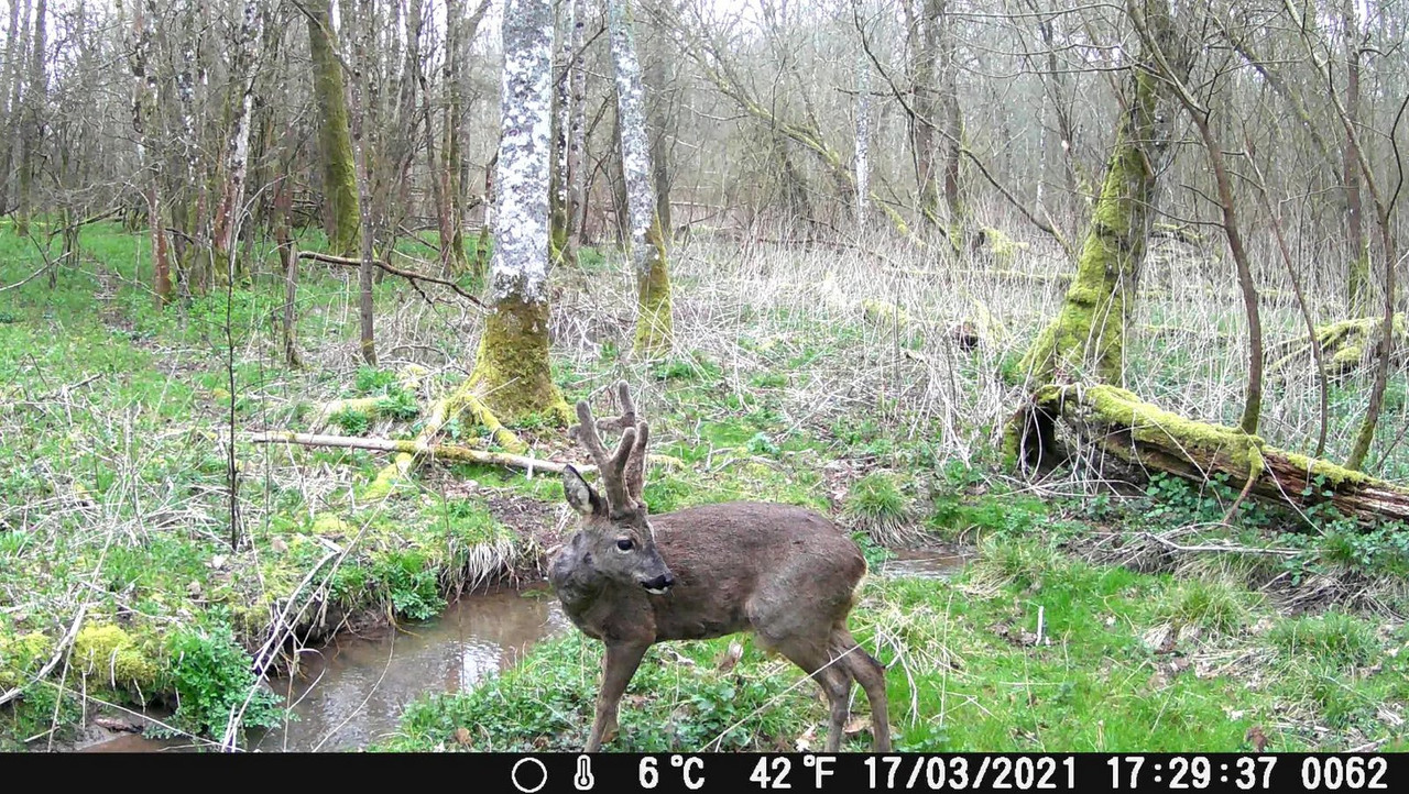 Screenshot 2021-03-25 162251