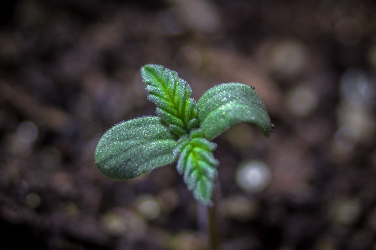 seguimientoindoor1.01 (5 de 13)