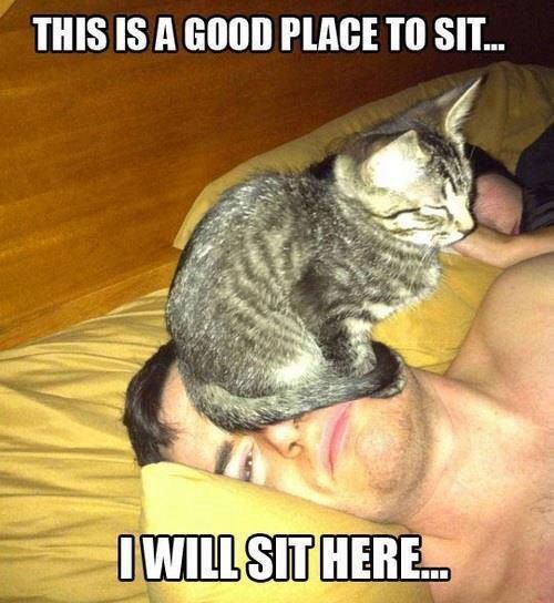 Cat Humor #7