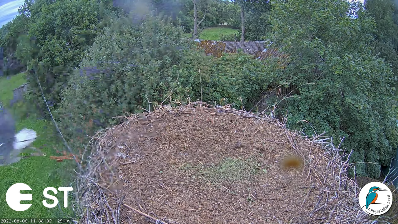 Baltie stārķi (Ciconia ciconia) Tukuma novadā - LDF tiešraide __ White storks in Tukums, Latvia 13-3